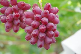 島根県産神紅ぶどう