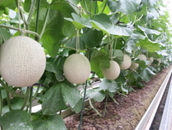 静岡県産クラウンメロン
